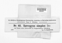 Acarospora privigna image